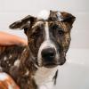 Unite Hair – Doggy ‘Poo Shampoo – Hydrating Shampoo That Soothes Skin and Adds Shine to Your Dog’s Coat – Ideal for All Dog Types, 16 Fl Oz